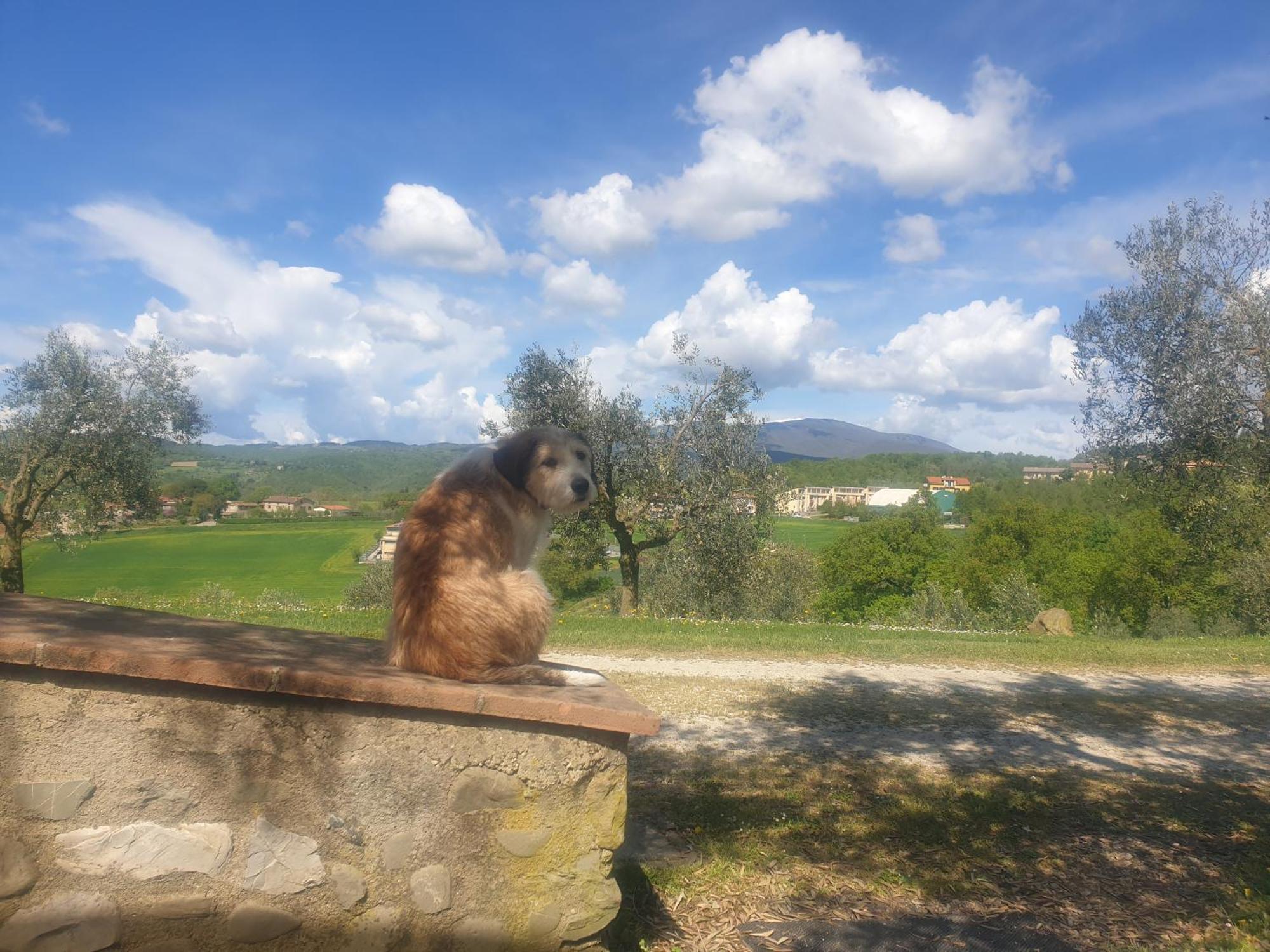 Agriturismo Val Della Pieve Anghiari Εξωτερικό φωτογραφία