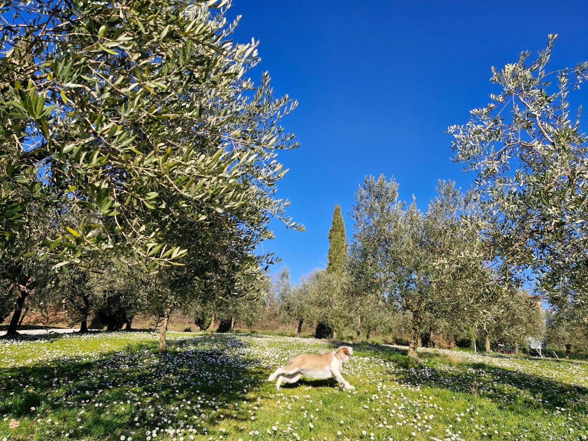 Agriturismo Val Della Pieve Anghiari Εξωτερικό φωτογραφία