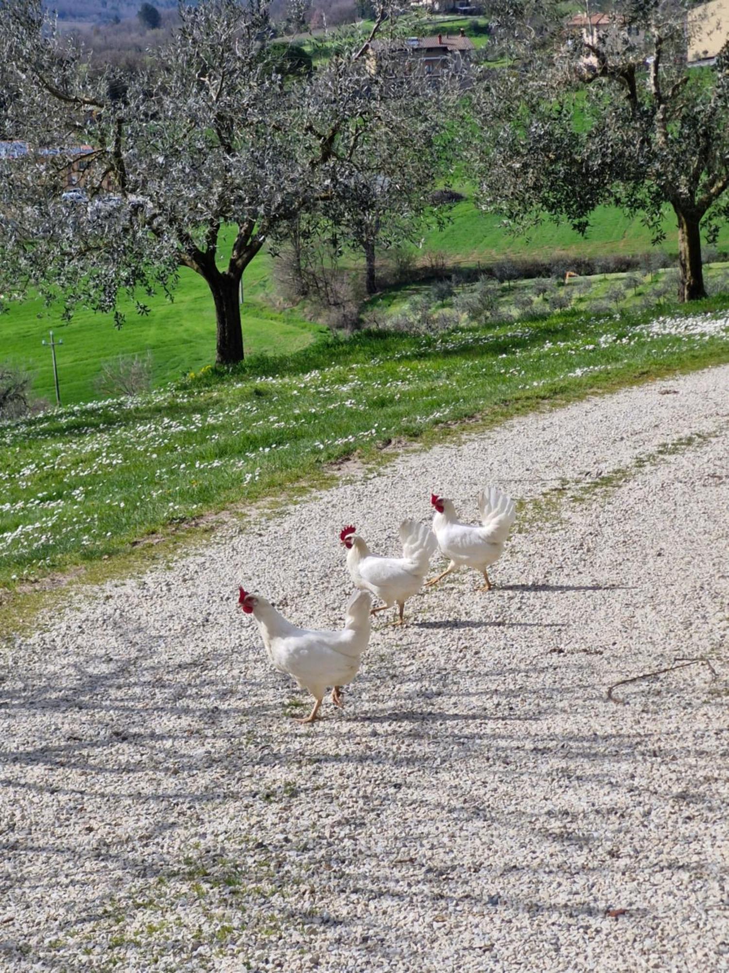 Agriturismo Val Della Pieve Anghiari Εξωτερικό φωτογραφία